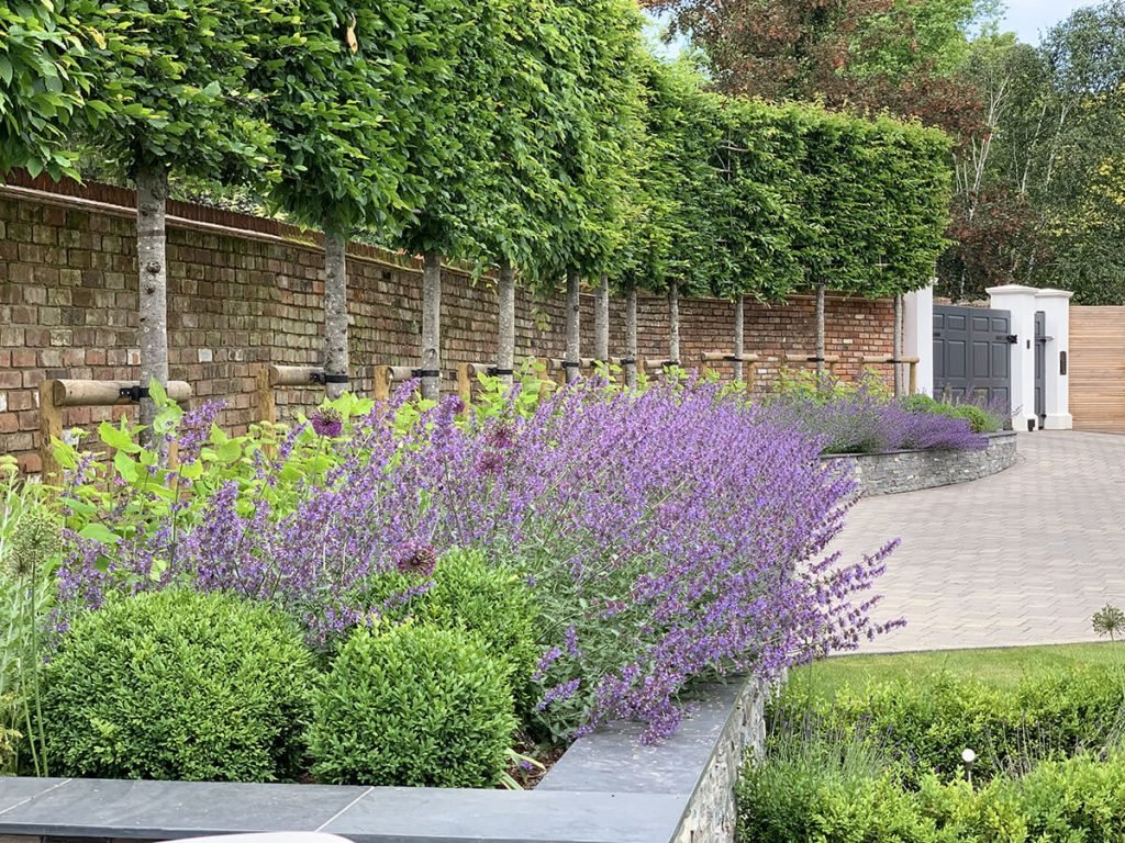 A curved stone raised garden bed filled with purple perennials and rounded evergreen shrubs. Behind the planter, a line of pleached trees stands against a traditional brick wall, bordering a clean stoneway driveway leading to a gate. 