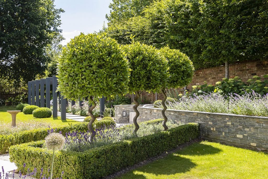 Three ornamental topiary trees with unique spiral trunks stand in a neat garden bed edged with a box hedge. The scene includes purple lavender and a grey stone wall. A dark grey pergola is visible in the background.
