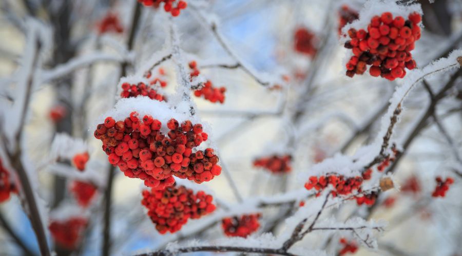 winter berry tree garden idea