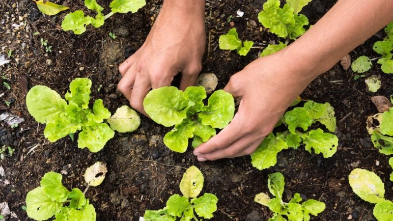 Two hands placing new plants in soil, an important stage in a spring cleaning garden checklist. 