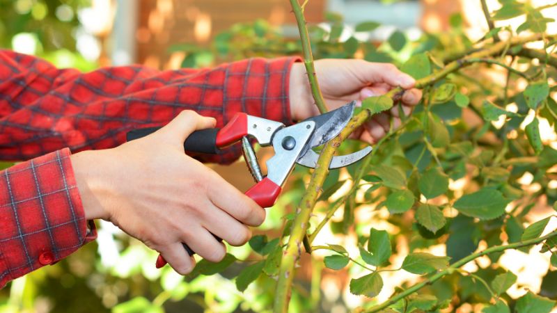 A pair of hands using shears to prune a branch. This shows how to spring clean your garden.