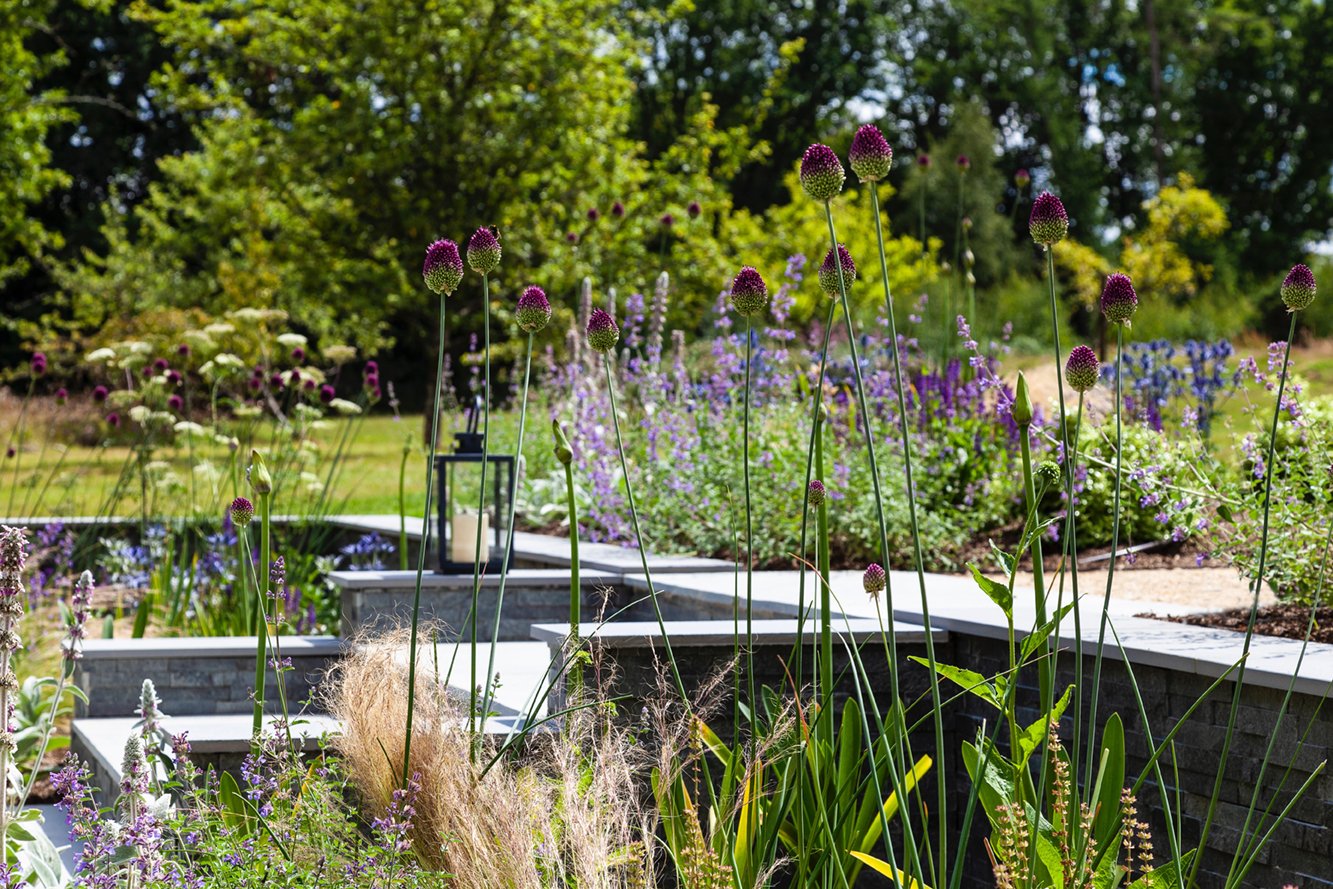 alliums are a spring bulb