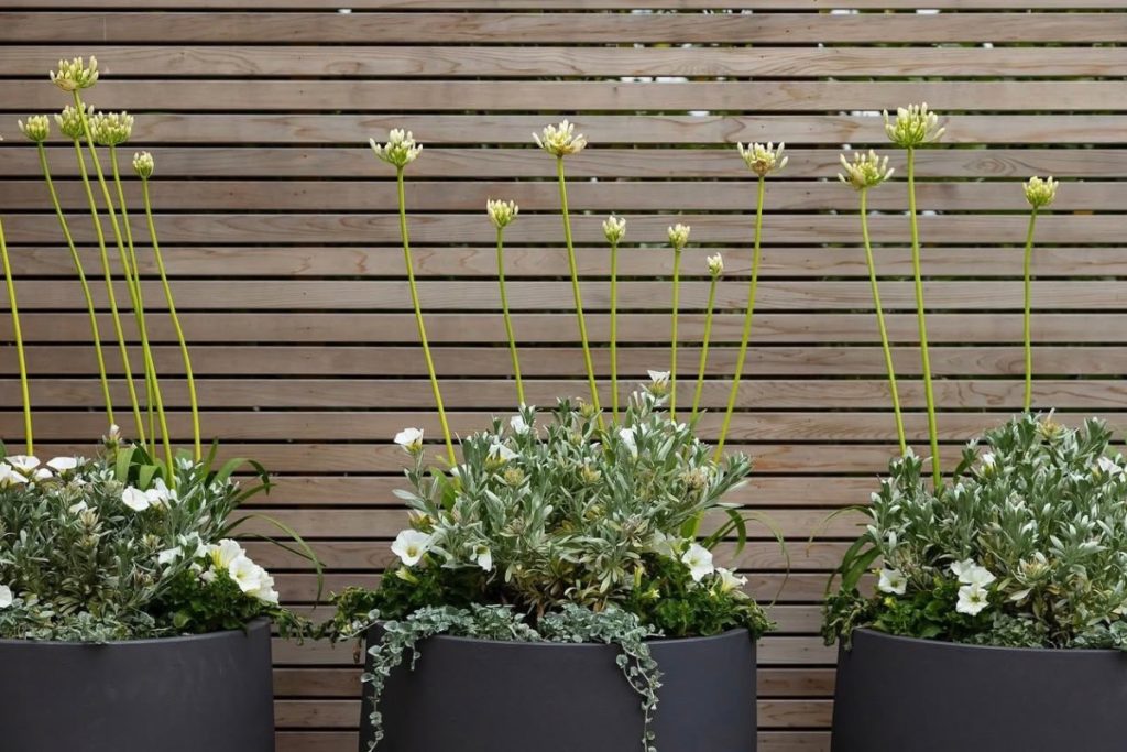 Spring bulbs look fantastic in pots.